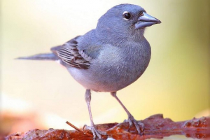 Синій finch - крихітна співачка Синій finch - крихітна співачка